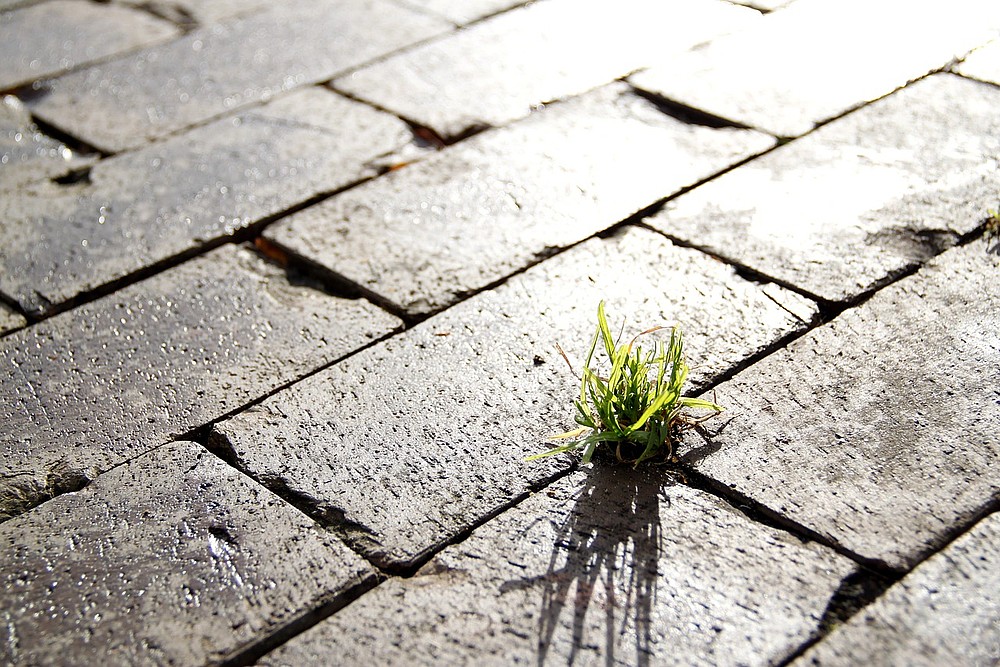 Gras wächst zwischen Pflastersteinen
