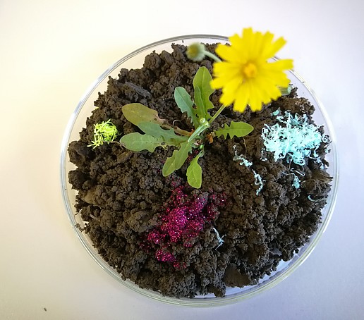 eine Petrischale mit Erde, einer gelben Blume und roten Mikroplastikpartikeln